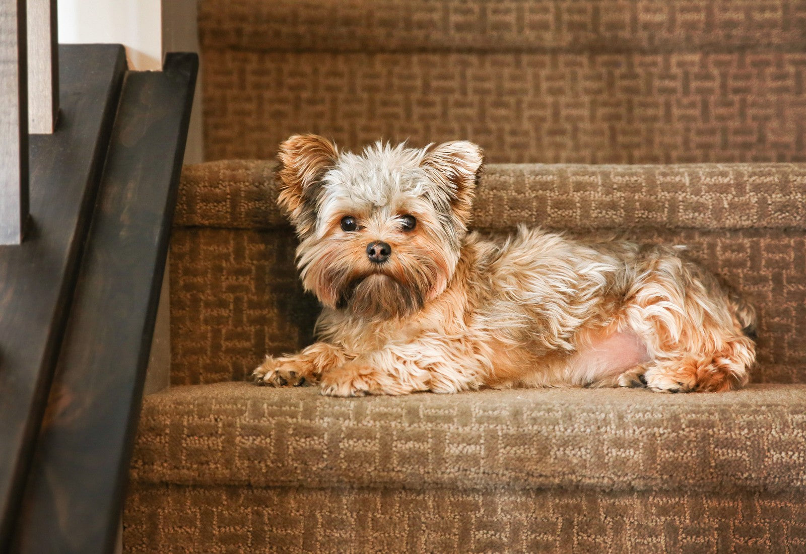 GAIN SMALL DOG SENIOR 6KG
